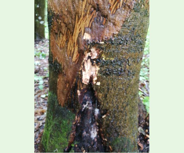 Podpňovka obyčajná