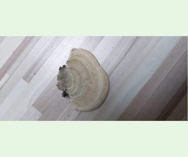 Trúdnikovec chlpatý