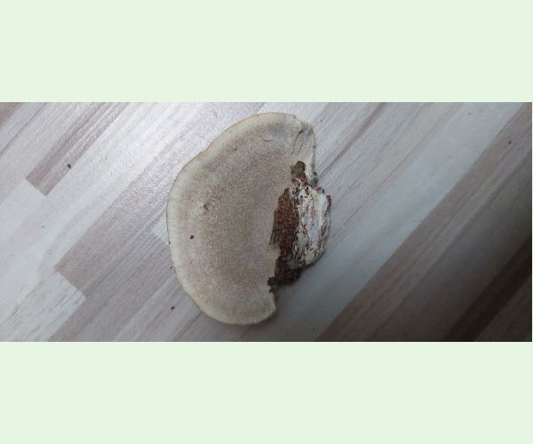 Trúdnikovec chlpatý