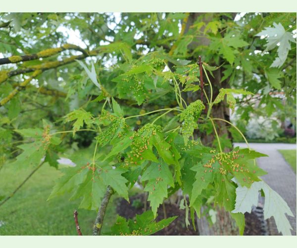 Vlnovník štvornohý