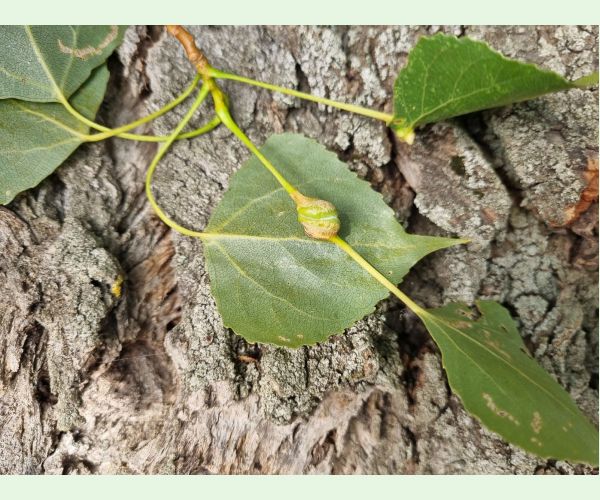 Dutinárka skrutkovitá