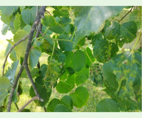 Roztoč Eriophyes leiosoma = exilis