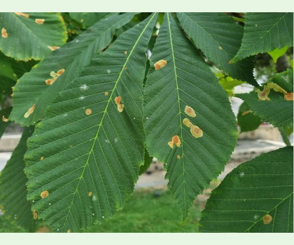 Ploskáčik pagaštanový