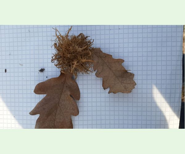 Hrčiarka Andricus caputmedusae