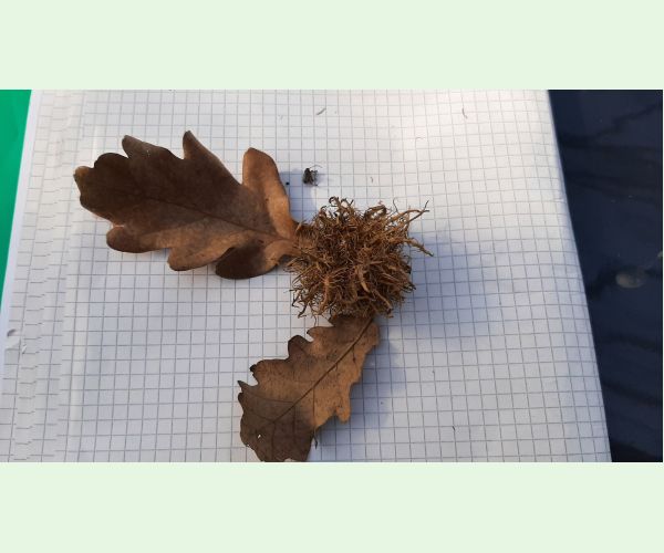 Hrčiarka Andricus caputmedusae