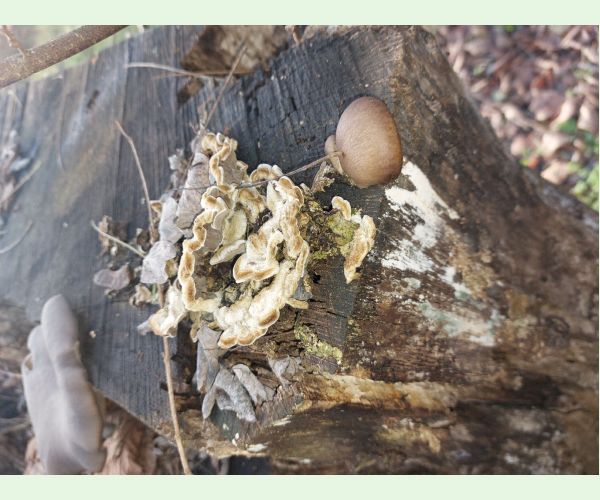 Trúdnikovec chlpatý