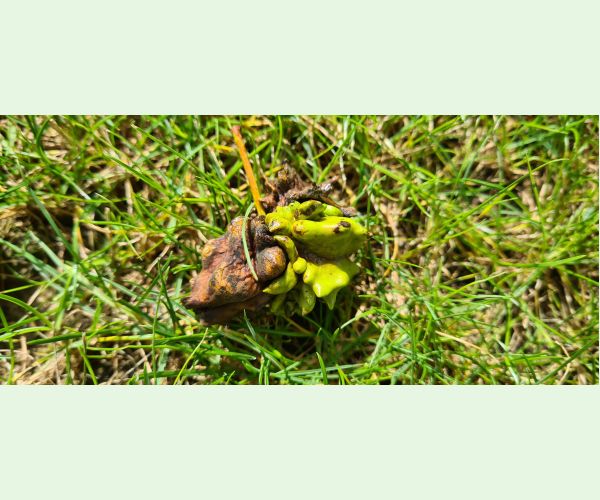 Hrčiarka kalichová