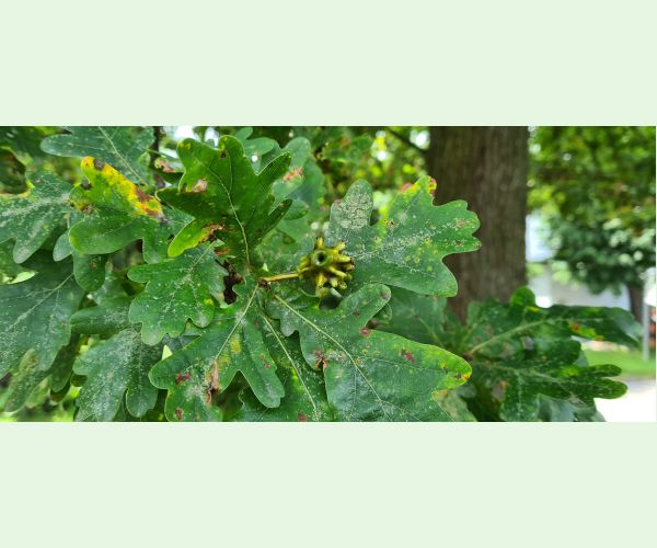 Hrčiarka kalichová