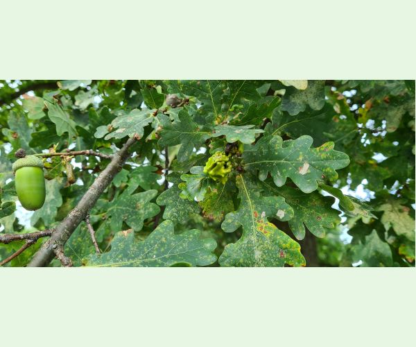 Hrčiarka kalichová