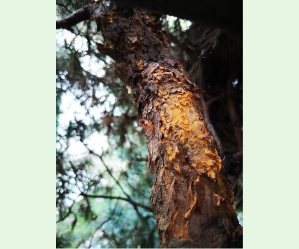 Mechúrnatka vejmutovková