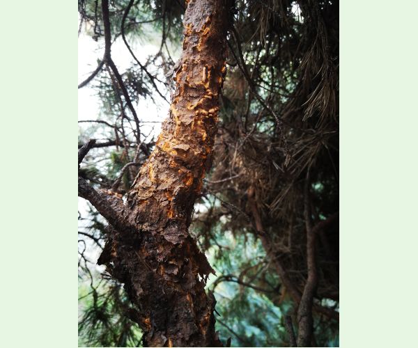 Mechúrnatka vejmutovková