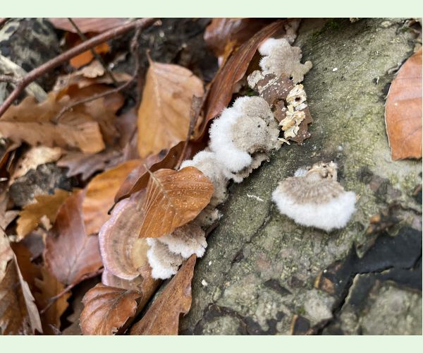 Klanolupeňovka obyčajná