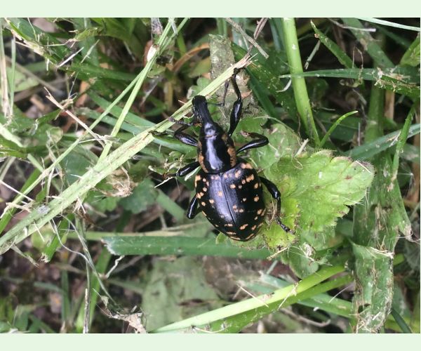 Tvrdoň deväťsilový