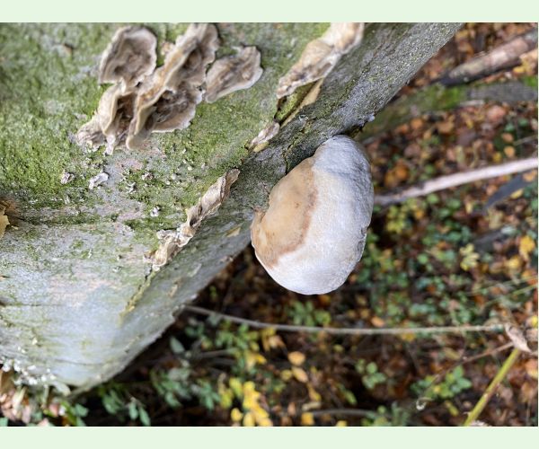 Ohňovec hrboľkatý