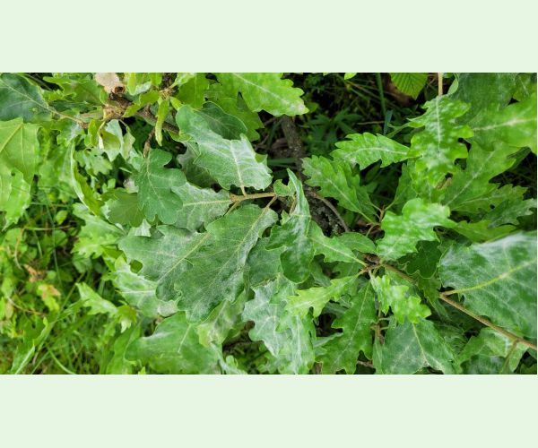 Drobnomúčka dubová