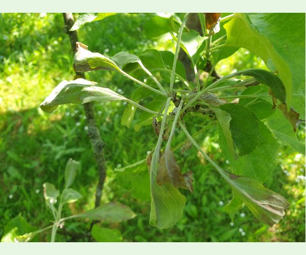 Múčnatka jabloňová