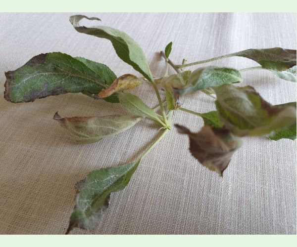 Múčnatka jabloňová