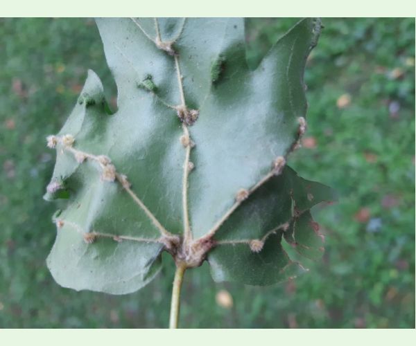 Roztoč Aceria macrochela