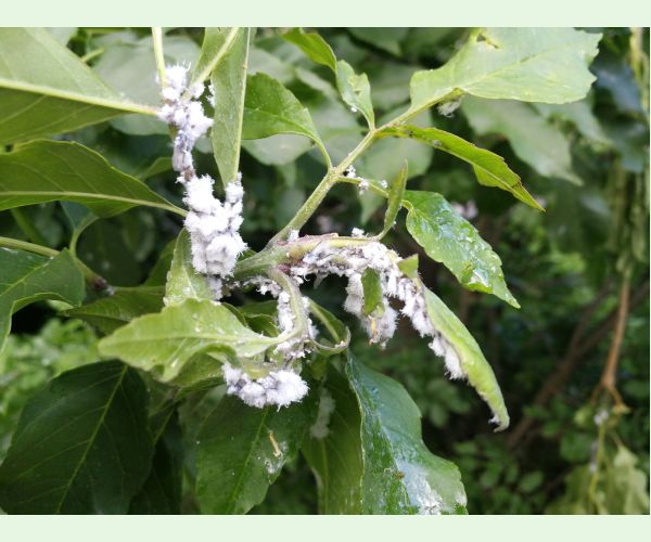 Dutinárka orgovánová