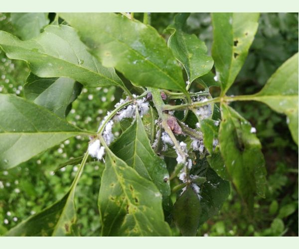 Dutinárka orgovánová