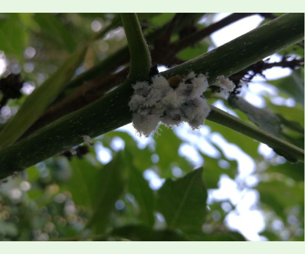 Dutinárka orgovánová