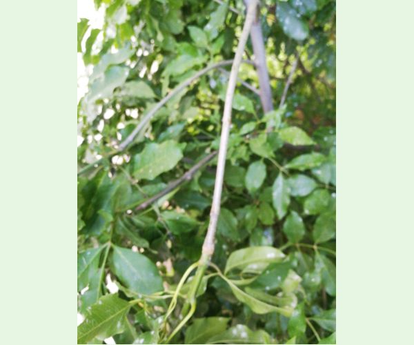 Dutinárka orgovánová