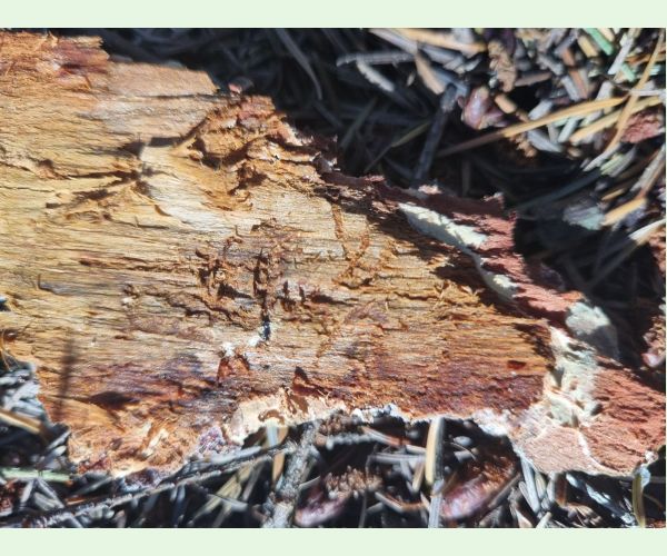 Lykožrút prostredný