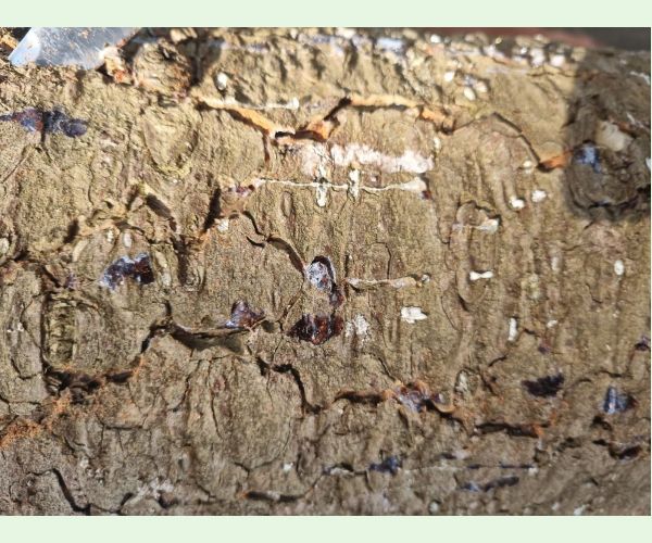 Lykožrút prostredný