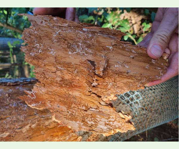 Lykožrút prostredný