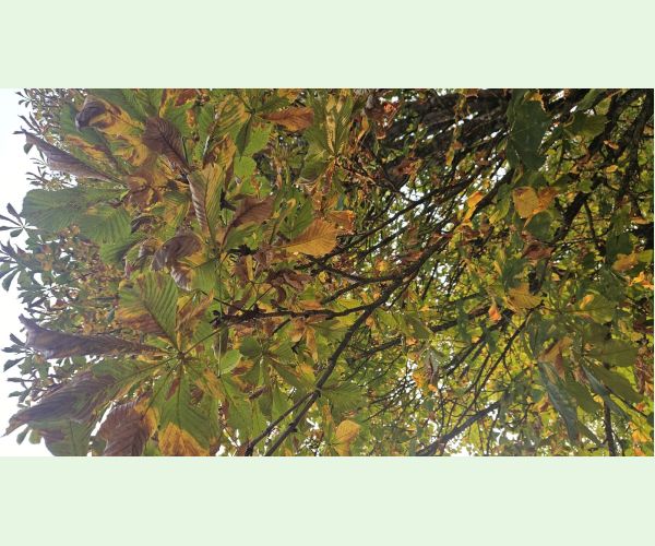 Antraknóza pagaštanová