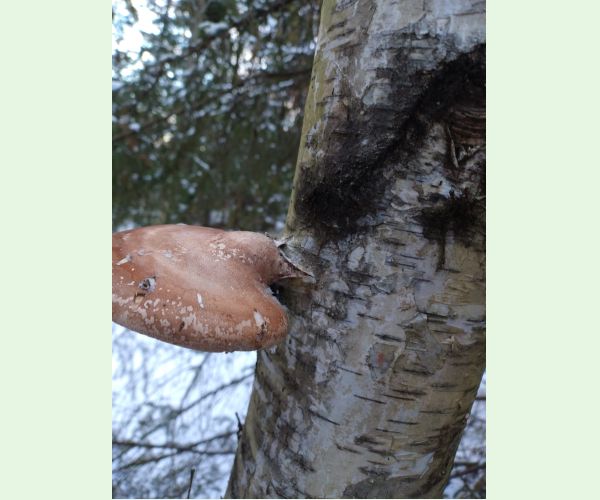 Brezovník obyčajný