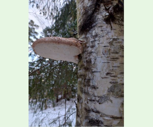 Brezovník obyčajný