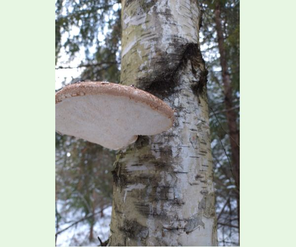 Brezovník obyčajný