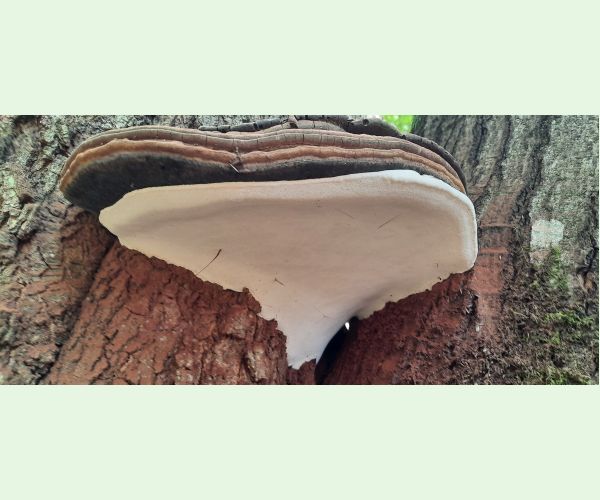 Lesklokôrovka plochá