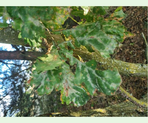 Drobnomúčka dubová