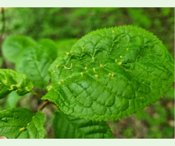 Roztoč Eriophyes padi