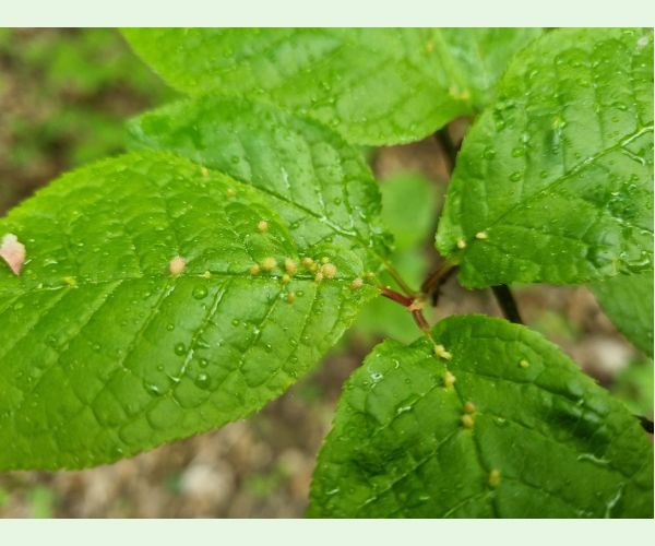 Roztoč Eriophyes padi
