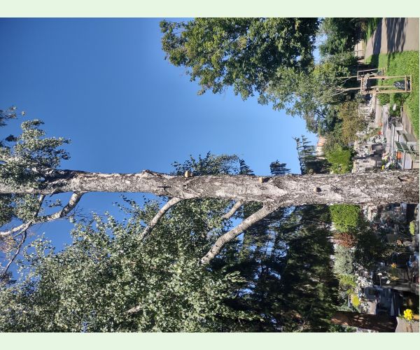 Brezovník obyčajný