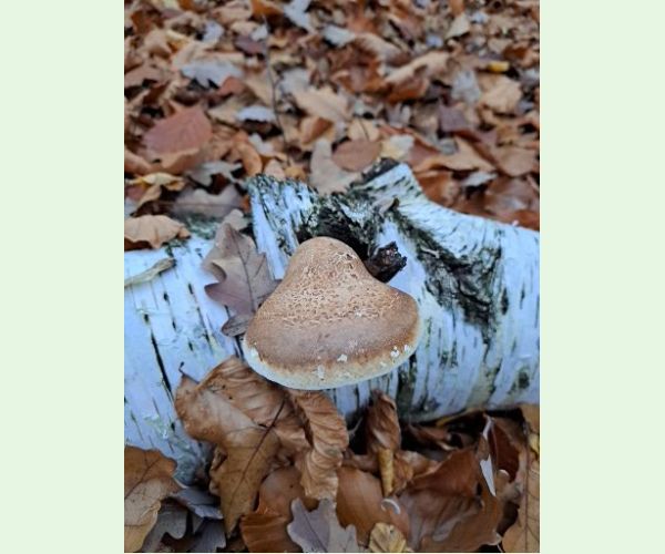 Brezovník obyčajný