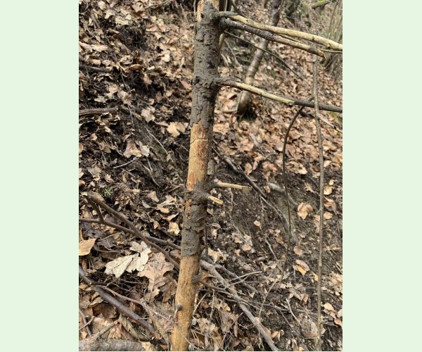 Lykožrút korunový