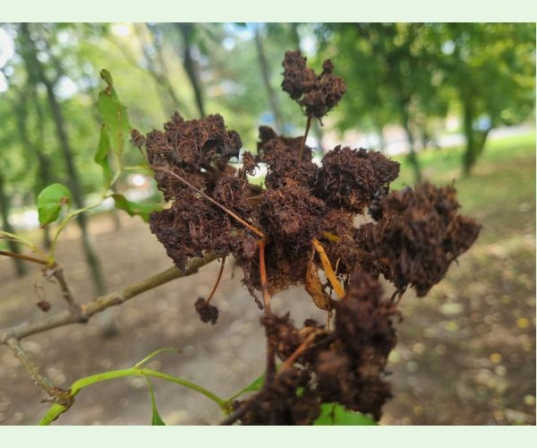 Roztoč Aceria fraxinivora