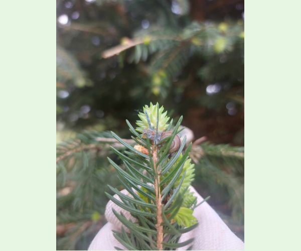 Kôrovnica smrekovcová