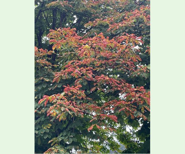 Antraknóza pagaštanová