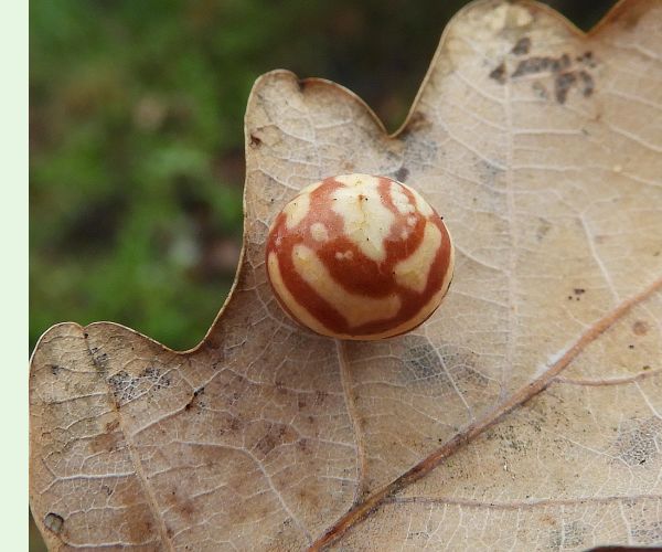 Hrčiarka Cynips longiventris