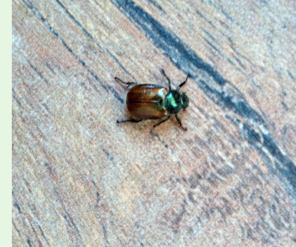 Chrústik záhradný