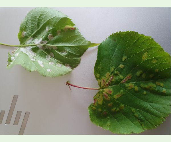 Roztoč Eriophyes leiosoma = exilis