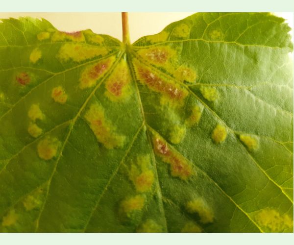 Roztoč Eriophyes leiosoma = exilis