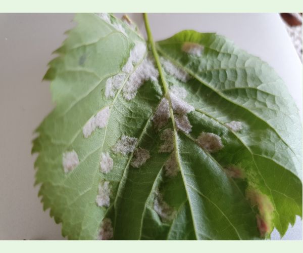 Roztoč Eriophyes leiosoma = exilis