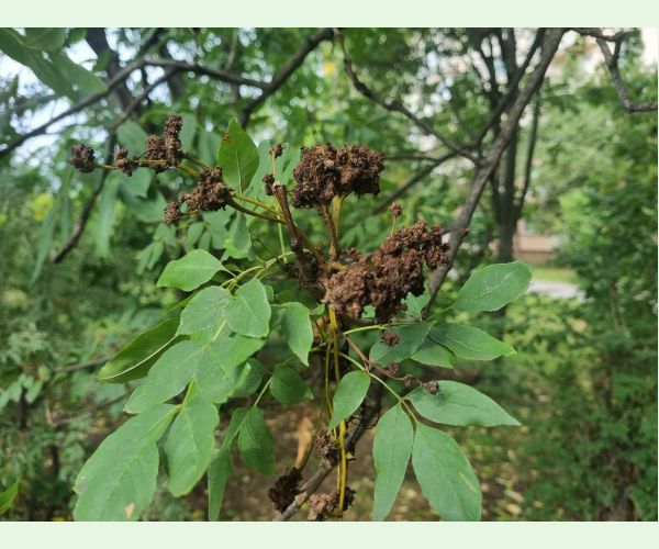 Roztoč Aceria fraxinivora