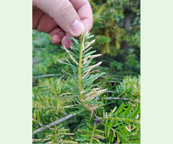 Hrdzovníčka vŕbovková